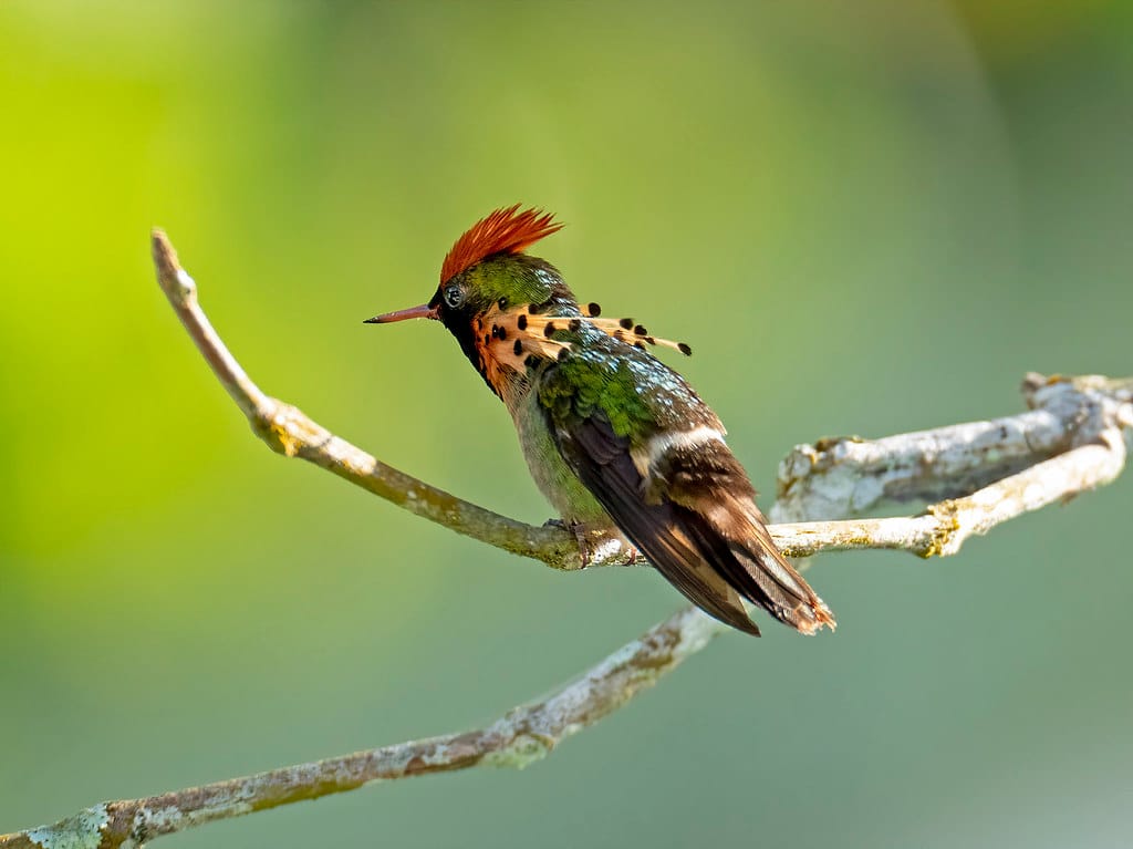 Tufted coquette hummingbird, Asa Wright Nature Centre