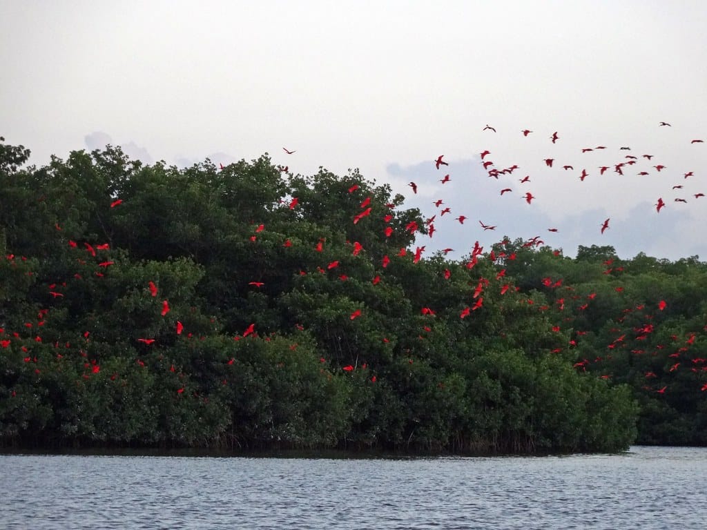 Scarlet ibis flock, Caroni Bird Sanctuary