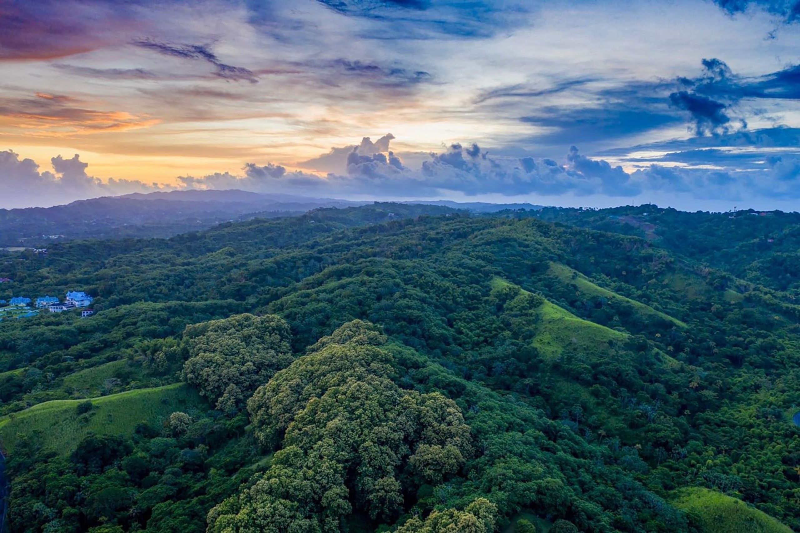Main Ridge Forest Reserve rainforest