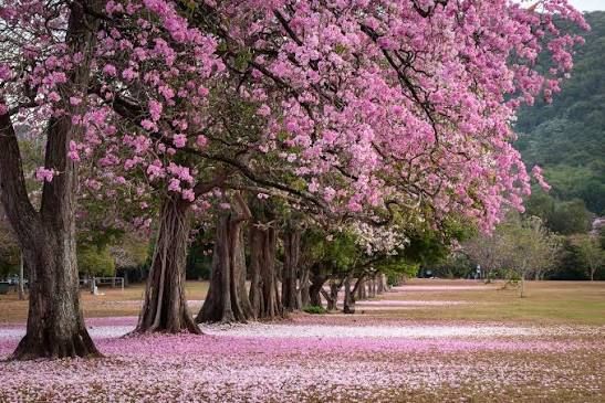 Poui trees in bloom, a signature Trinidad and Tobago landscape