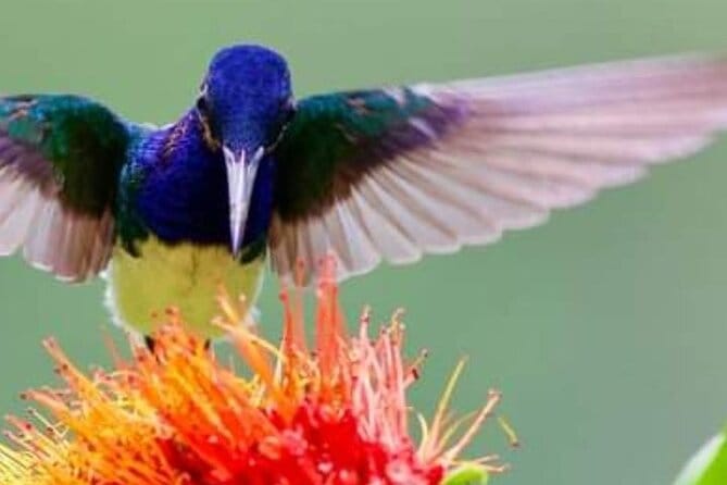 Yerette hummingbird sanctuary